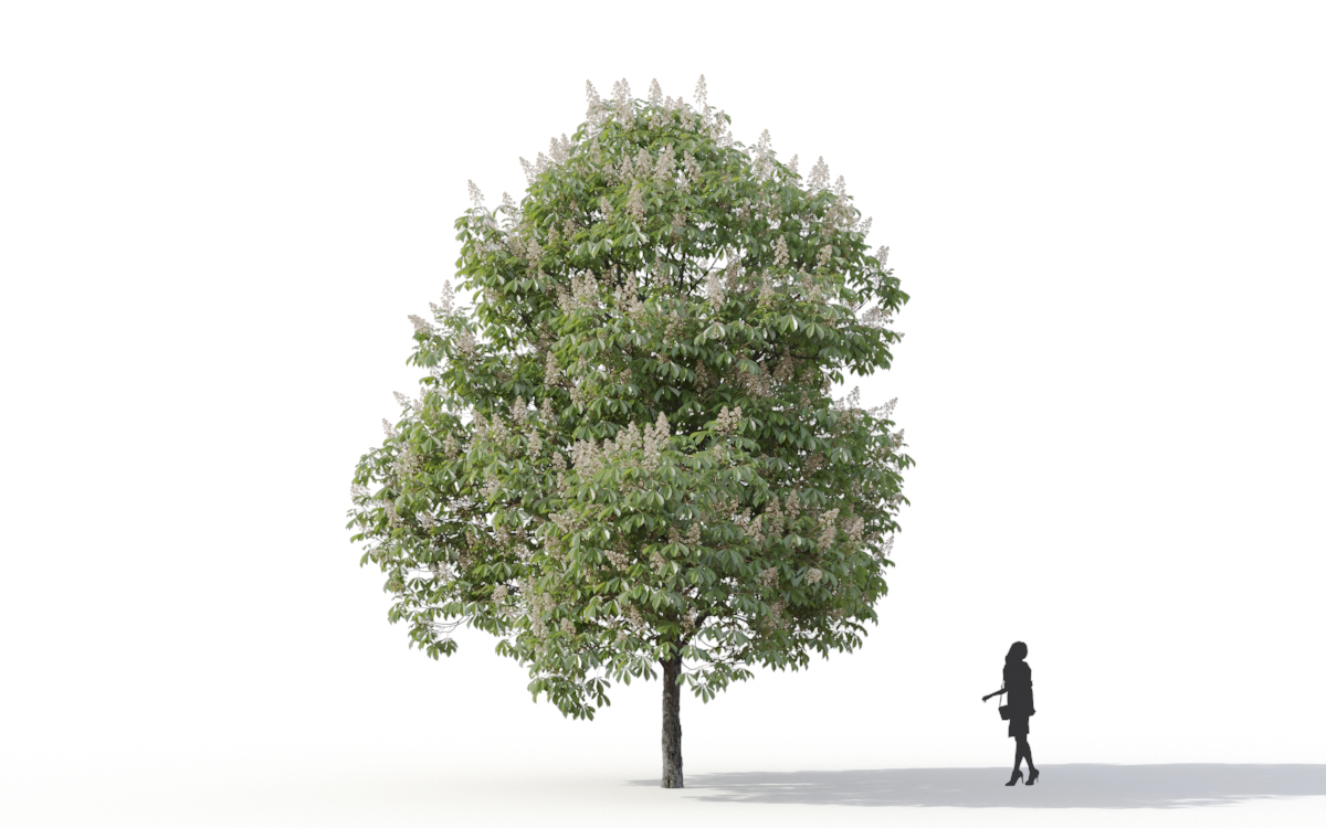 Maxtree - Plant Models Vol.11
