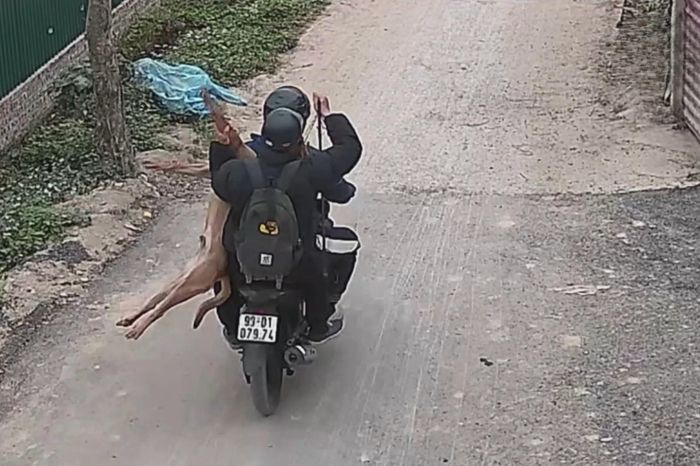 Liên tiếp phát hiện các đối tượng trộm cắp chó, mèo - Đài Phát thanh và truyền hình Hà Nội