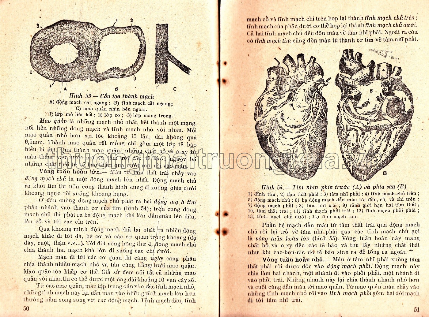 Giải phẫu và sinh lý người (lớp 8 phổ thông, tập 1 - 1960) - Trang 26