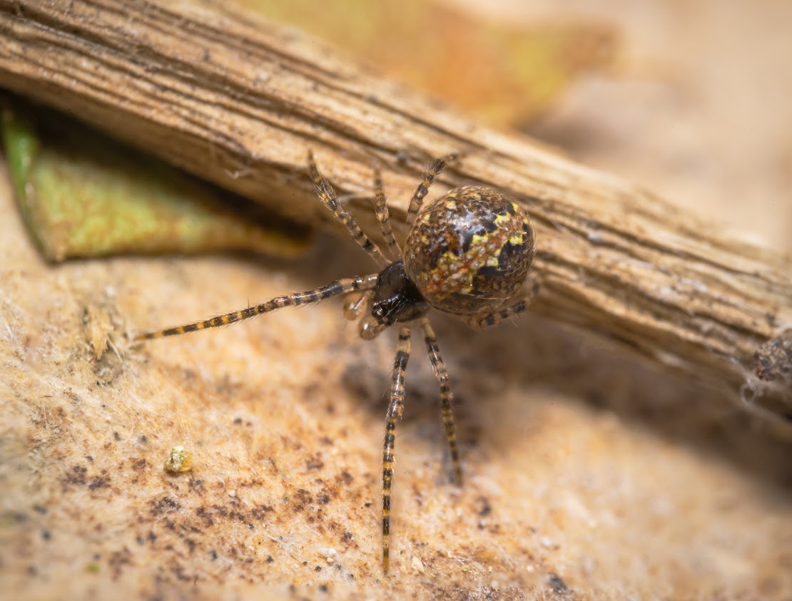 Theridion mystaceum/melanurum