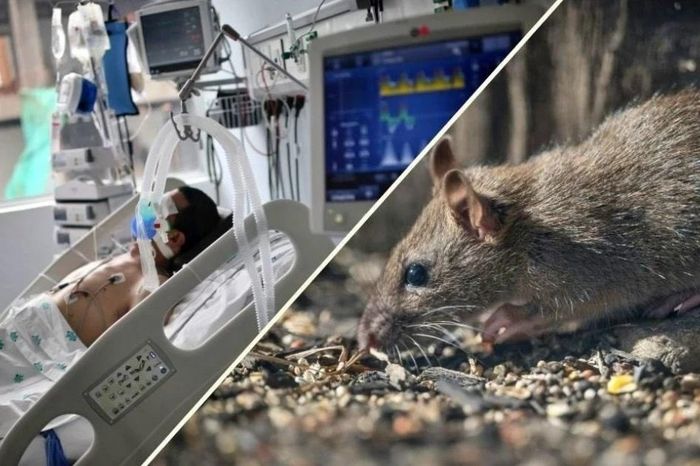 [Video] WHO cảnh báo tăng ca nhiễm virus Hanta sau ổ dịch trên du thuyền - Báo Nhân Dân