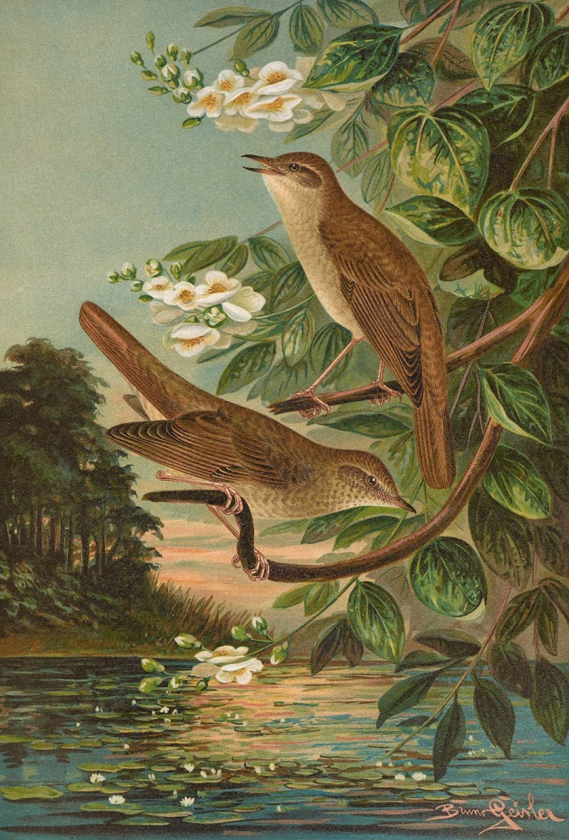 Erithacus luscinia Erithacus philomela