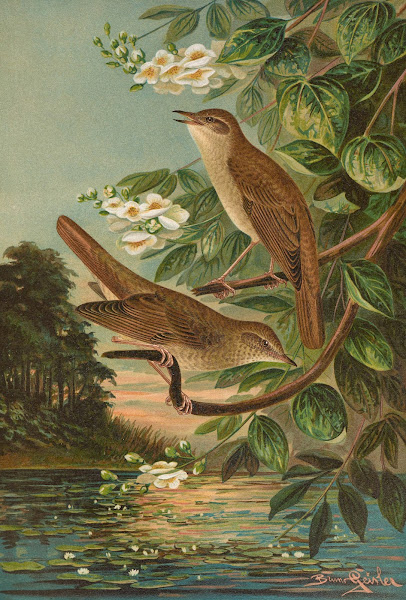 Erithacus luscinia Erithacus philomela