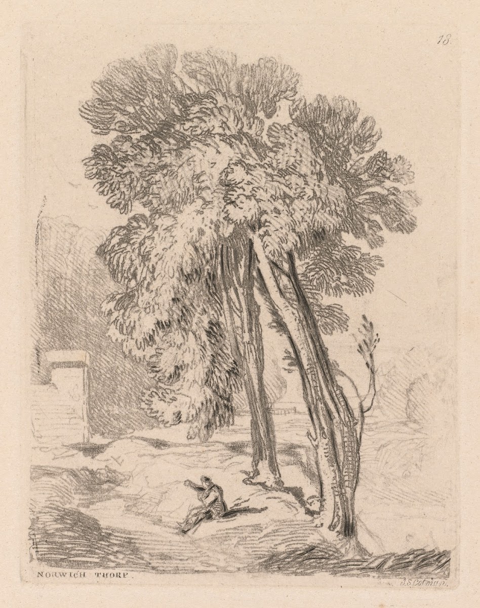 Trees at Norwich Thorp Norfolk 1838