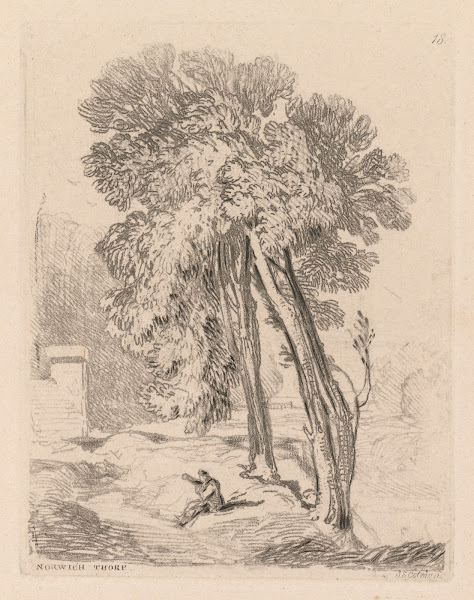 Trees at Norwich Thorp Norfolk 1838