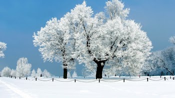 Winter Trees Wallpaper
