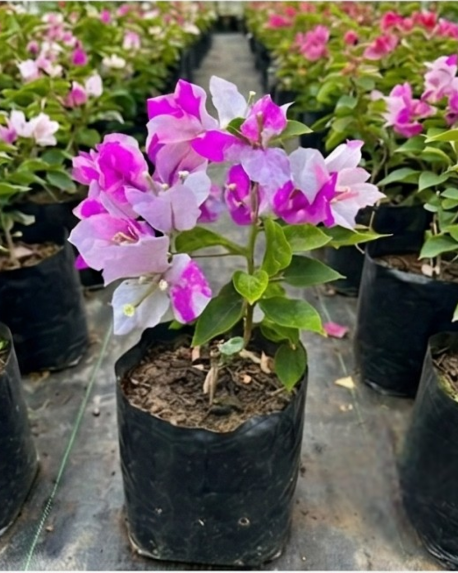 Imported Magic Ice Cream Bougainvillea Plant — view 5