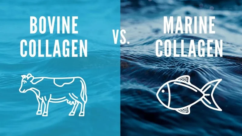 Collagen từ cá so với collagen từ bò có thành phần và đặc điểm riêng