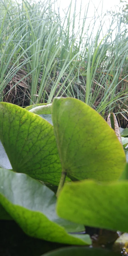 Lily Pads In Garden Pond 4K Phone Wallpaper