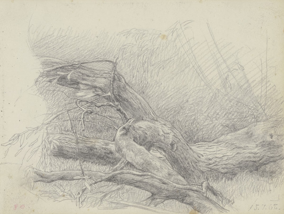 Fallen over tree trunk 1867