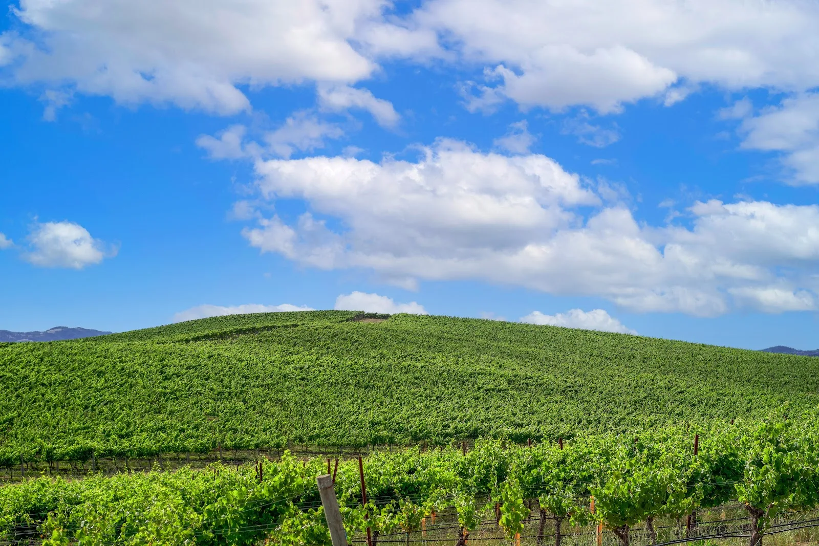 Vineyard Hill Under Blue Sky - Nature Photography 5K Wallpaper (6000x4000)