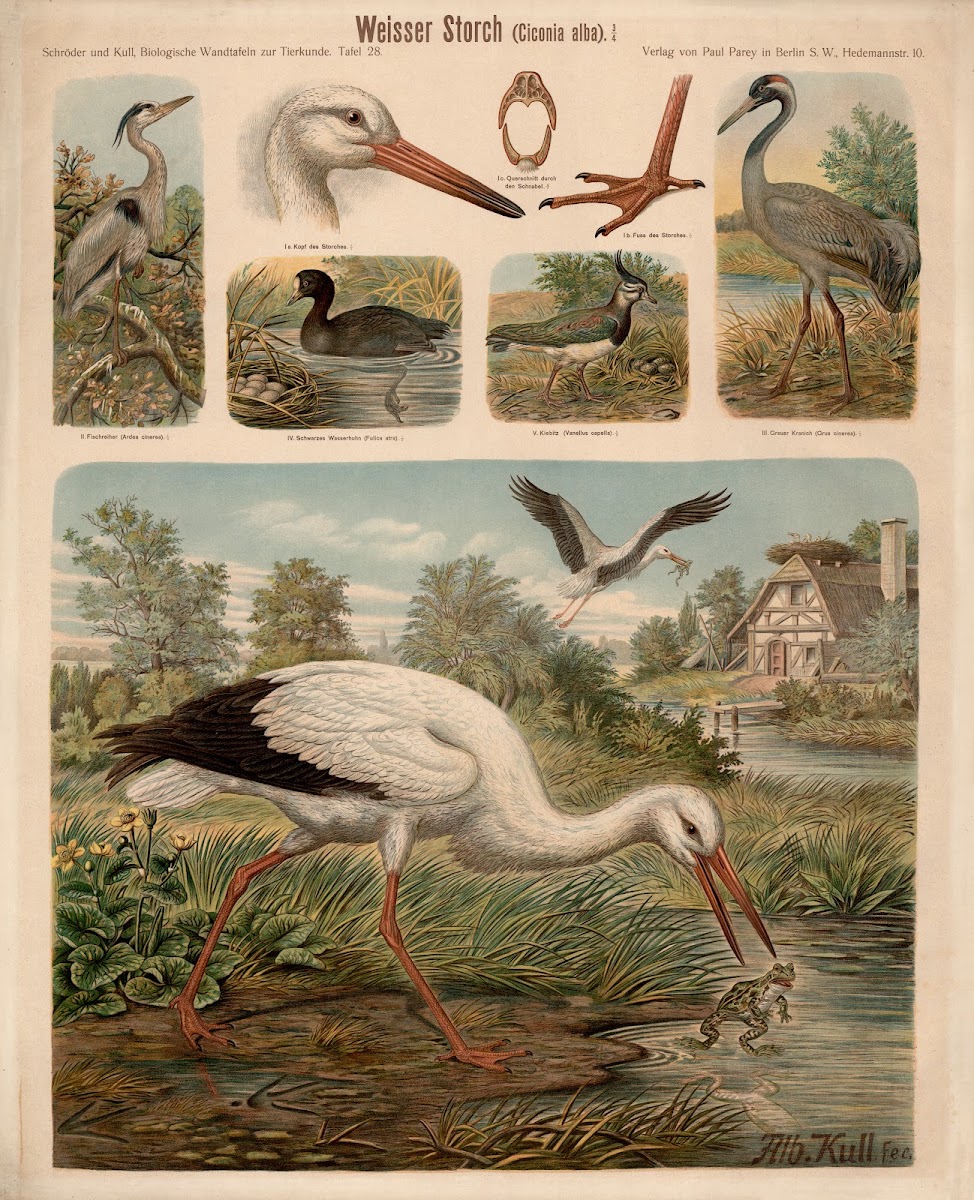 White Stork Ciconia alba