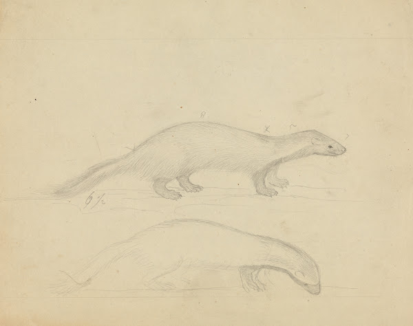 Two Weasels