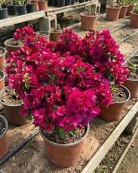 Imported Juanita Hatten Bougainvillea Plant