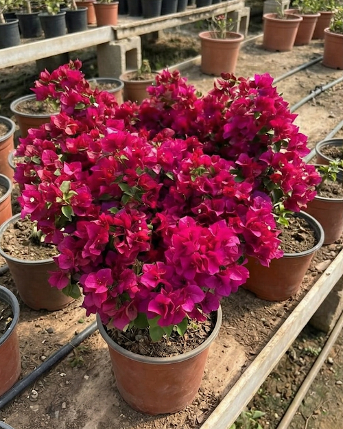 Imported Juanita Hatten Bougainvillea Plant