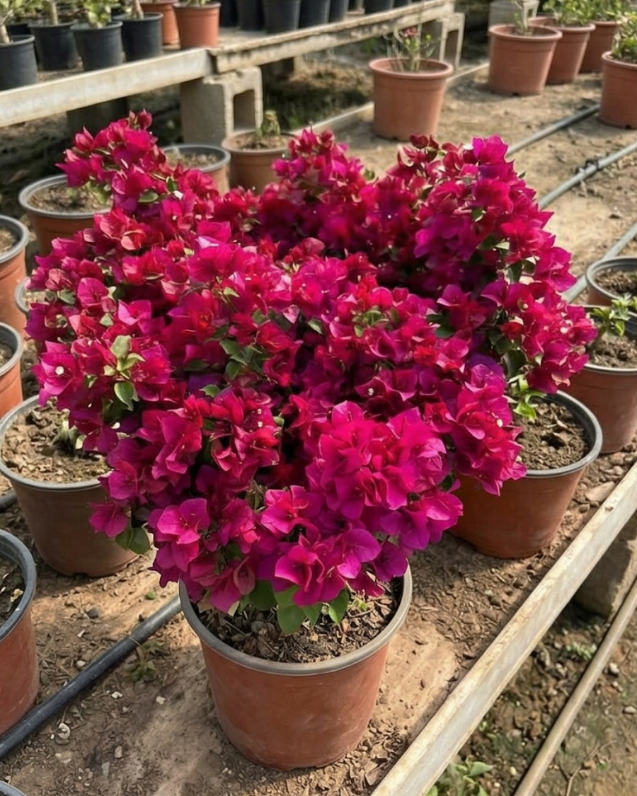 Imported Juanita Hatten Bougainvillea Plant — view 1