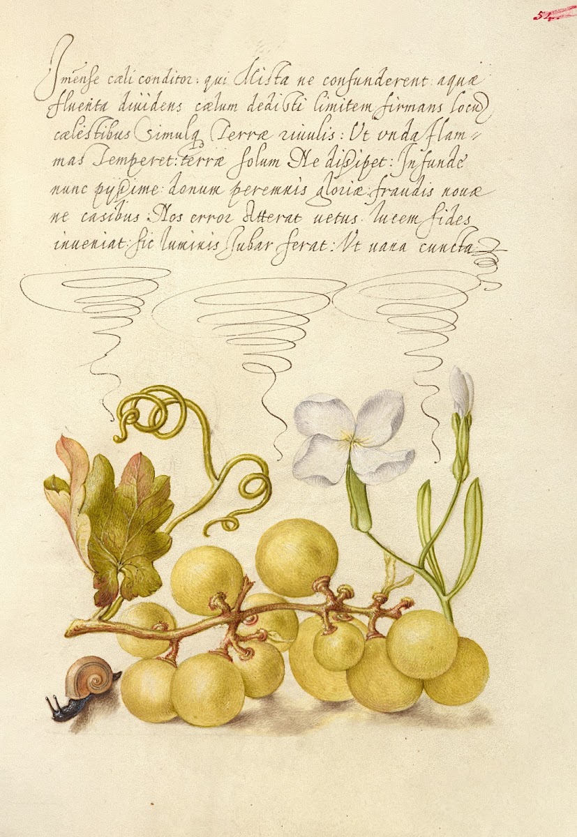 Wine Grape Gillyflower and Land Snail 15611596