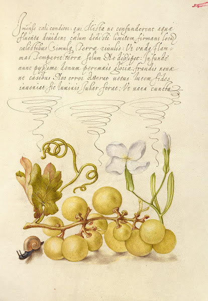 Wine Grape Gillyflower and Land Snail 15611596