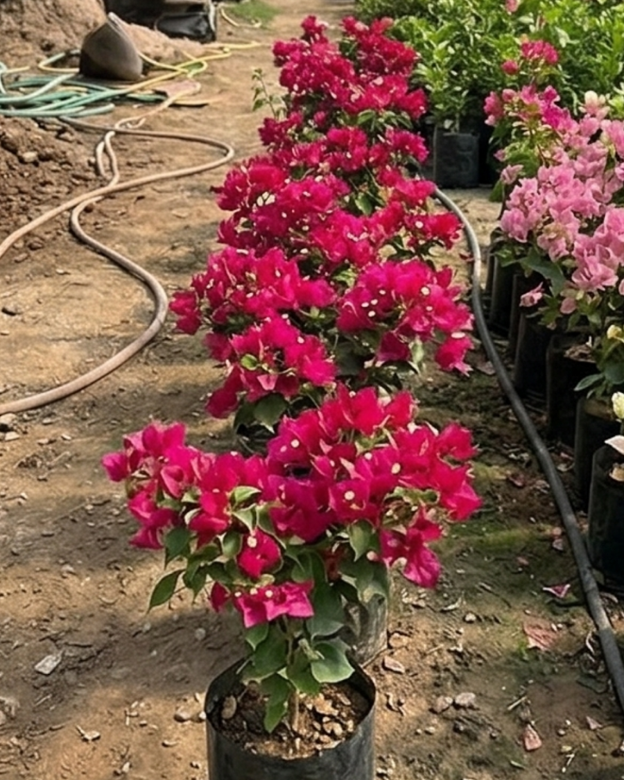 Imported Juanita Hatten Bougainvillea Plant — view 4