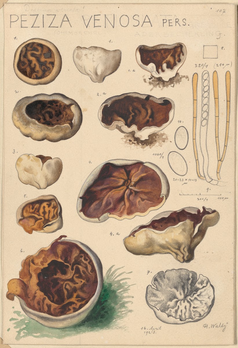 Peziza venosa 1915 1945