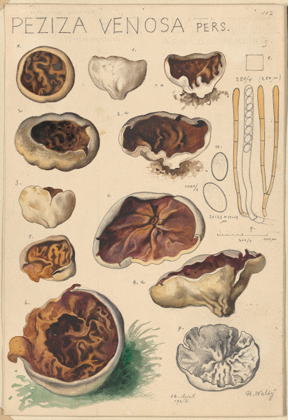 Peziza venosa 1915 1945