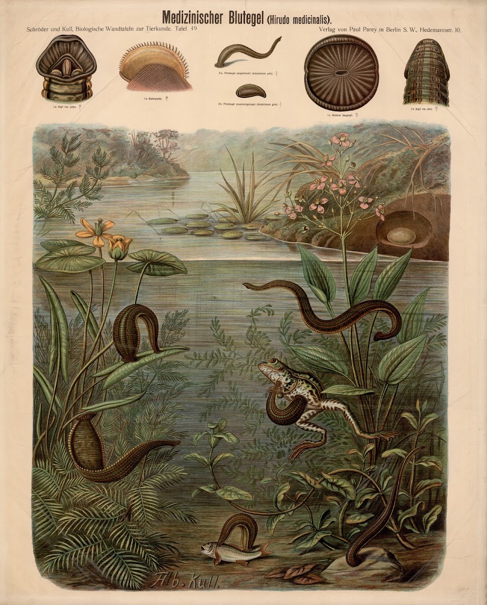 Medicinal leech Hirudo medicinalis