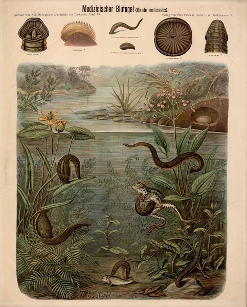 Medicinal leech Hirudo medicinalis