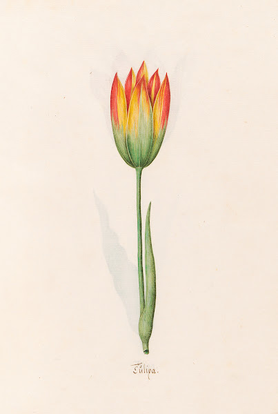 Tülipa 1692