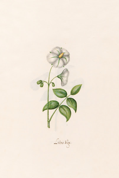Liebes Aüge 1692