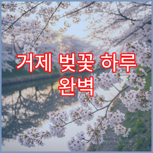 거제 벚꽃 하루 완벽 동선 장승포+거제여상 초보 시간표 완성