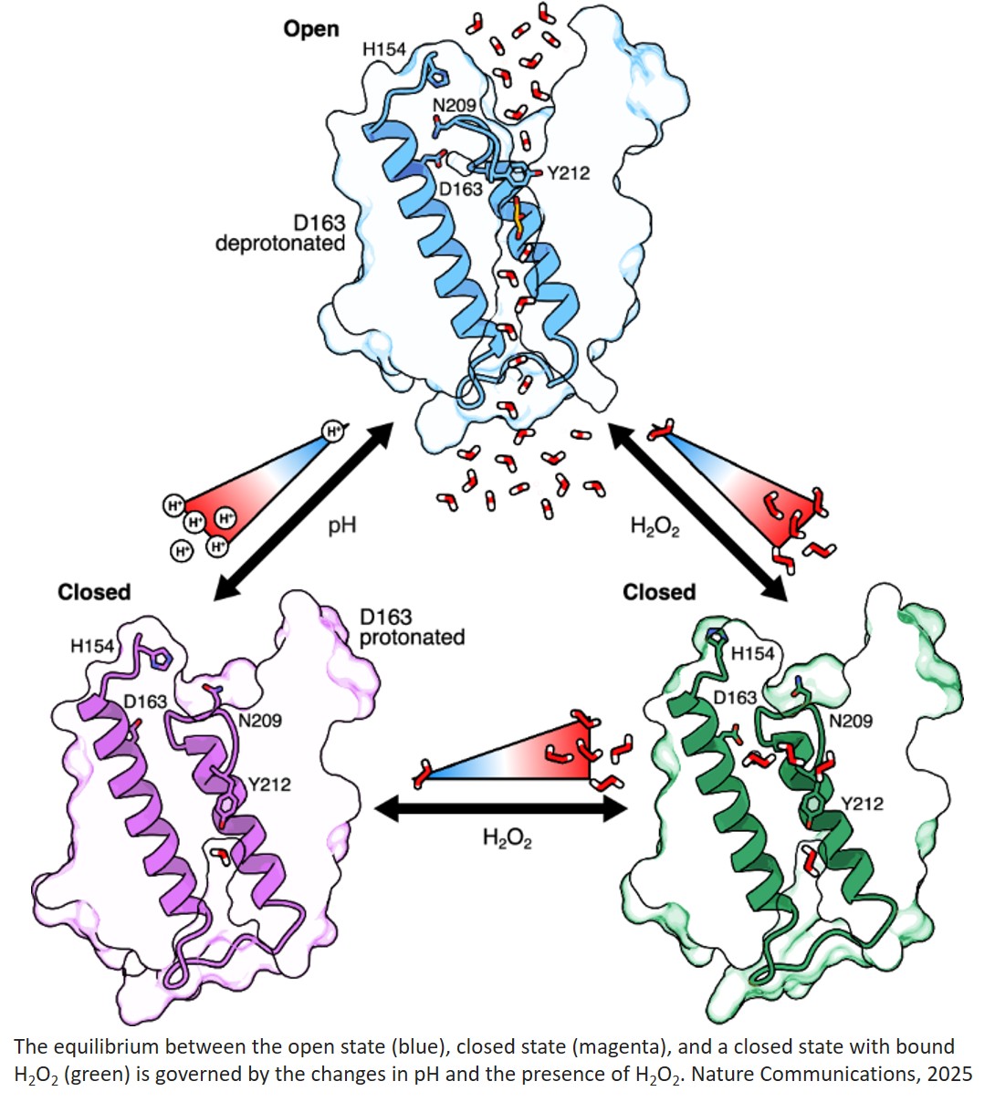 Structural insights into AQP3 channel closure upon pH and redox changes reveal an autoregulatory molecular mechanism
