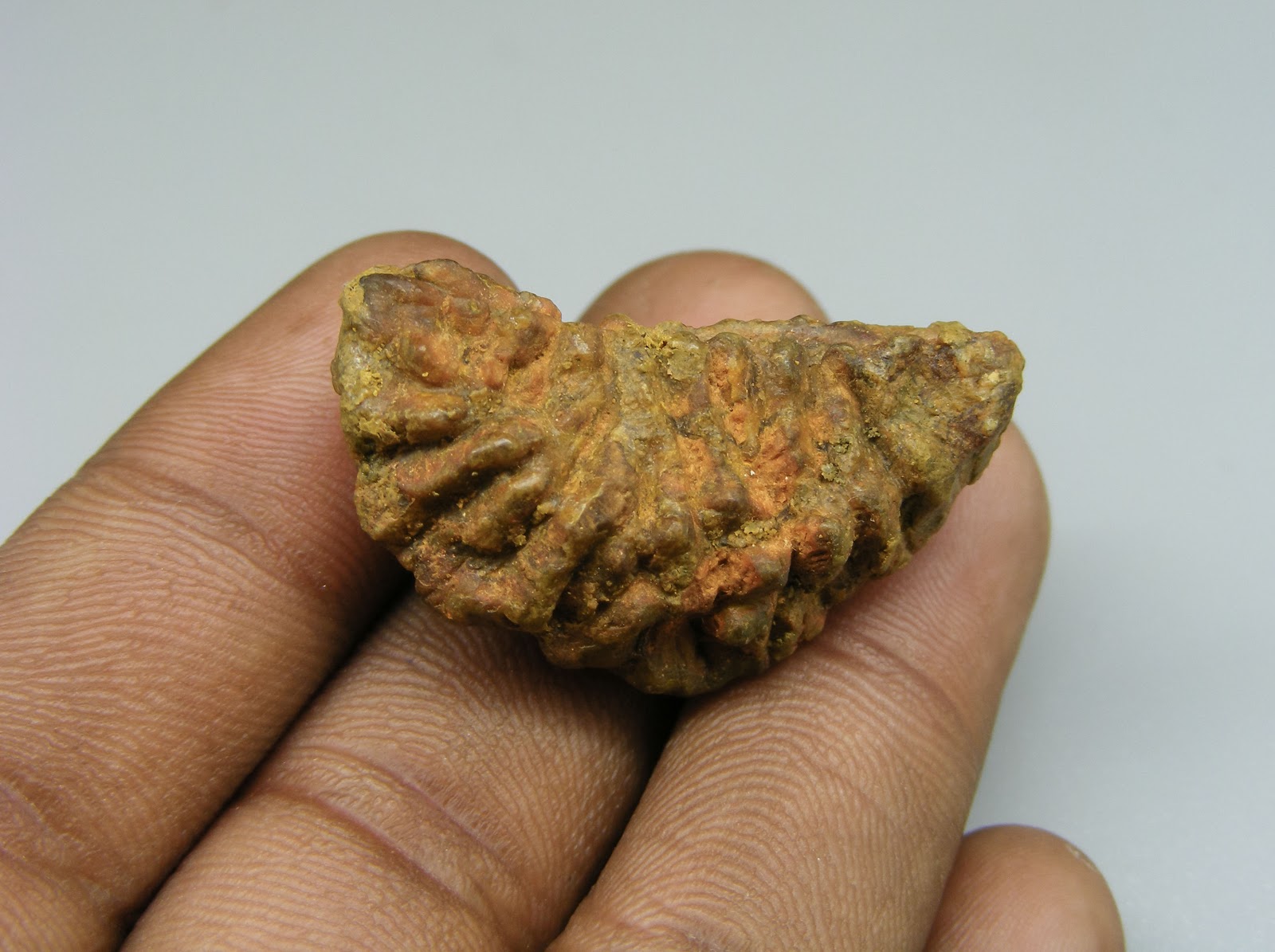 Natural 1 Mukhi (Kaju) Rudraksha
