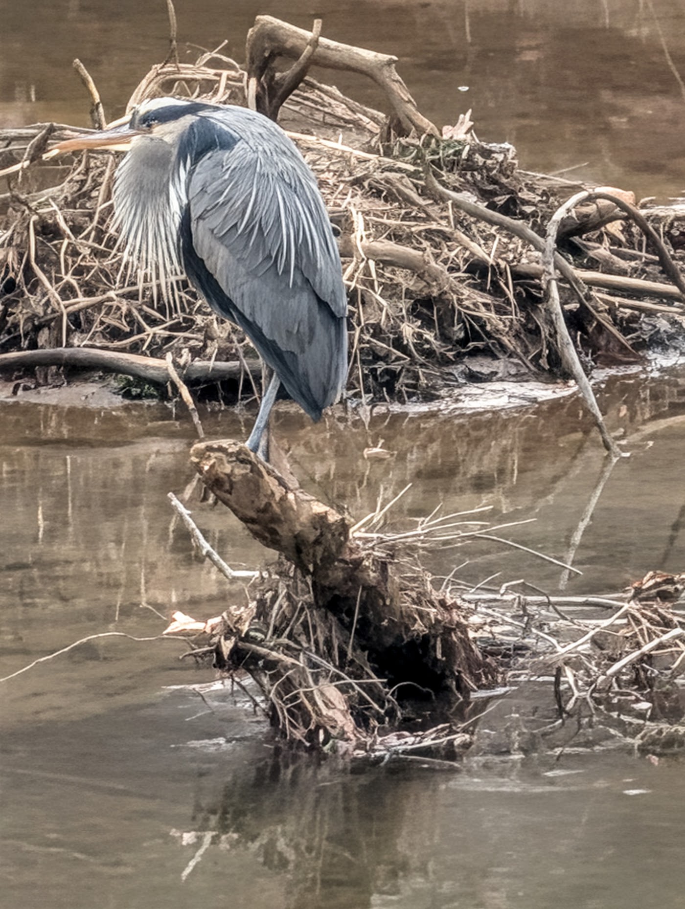 Great blue heron near Coosawattee River Resort in Ellijay, Georgia