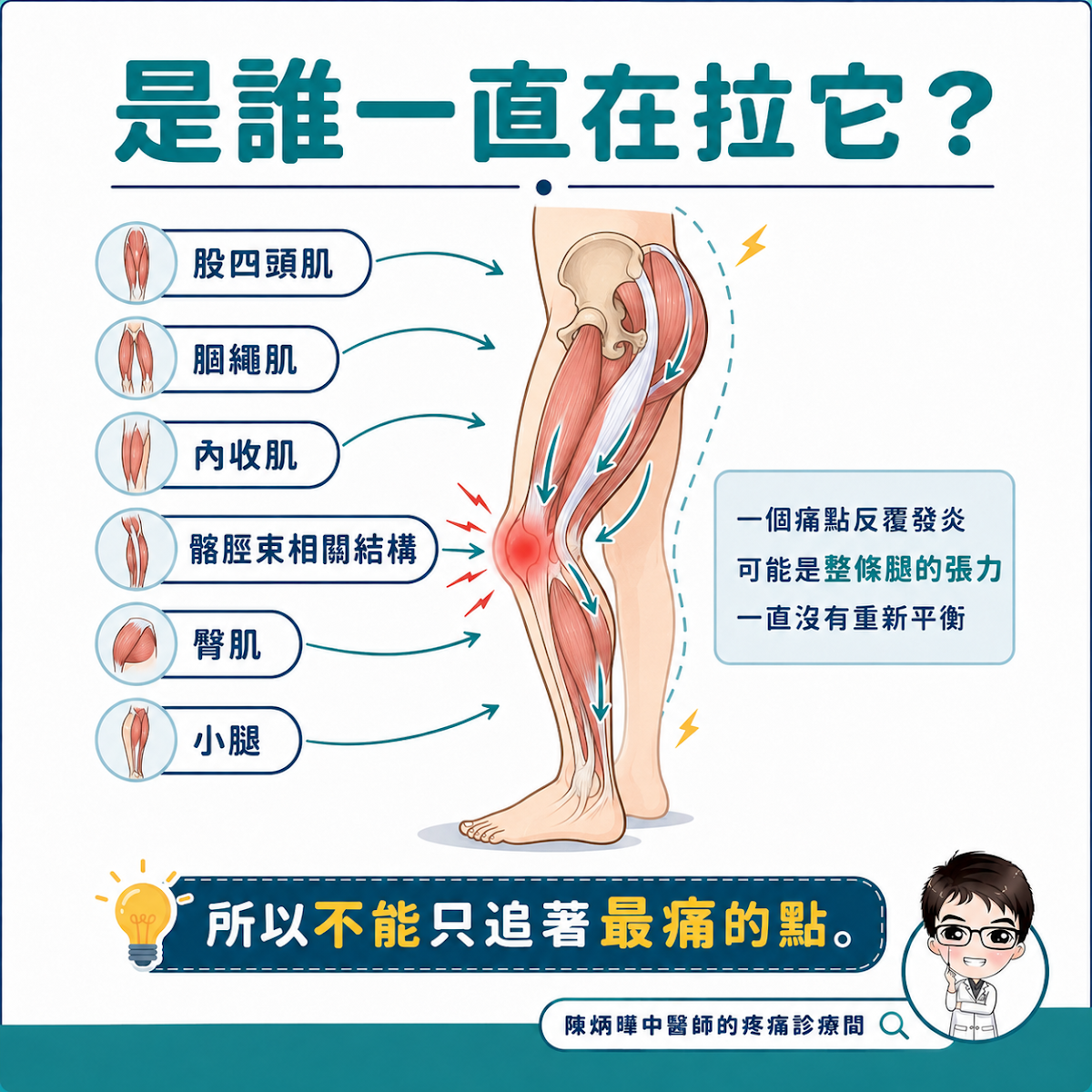是誰一直在拉它？股四頭肌、膕繩肌、內收肌、髂脛束相關結構、臀肌、小腿