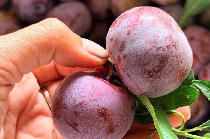 Một loại mận đặc sản vùng Tây Bắc có giá cao gấp 10 lần mận thường, được nhiều người tiêu dùng không ngớt lời khen - Chuyên trang Gia Đình &amp; Xã Hội - Báo Sức khỏe &amp; Đời sống