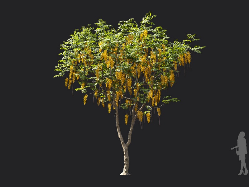 Maxtree - Plant Models Vol.119