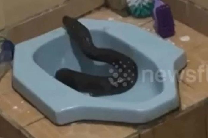 Trăn lưới dài 4 mét chui ra từ bồn cầu nhà trọ, người dân hoảng loạn vây bắt - Tạp chí Doanh Nghiệp Việt Nam