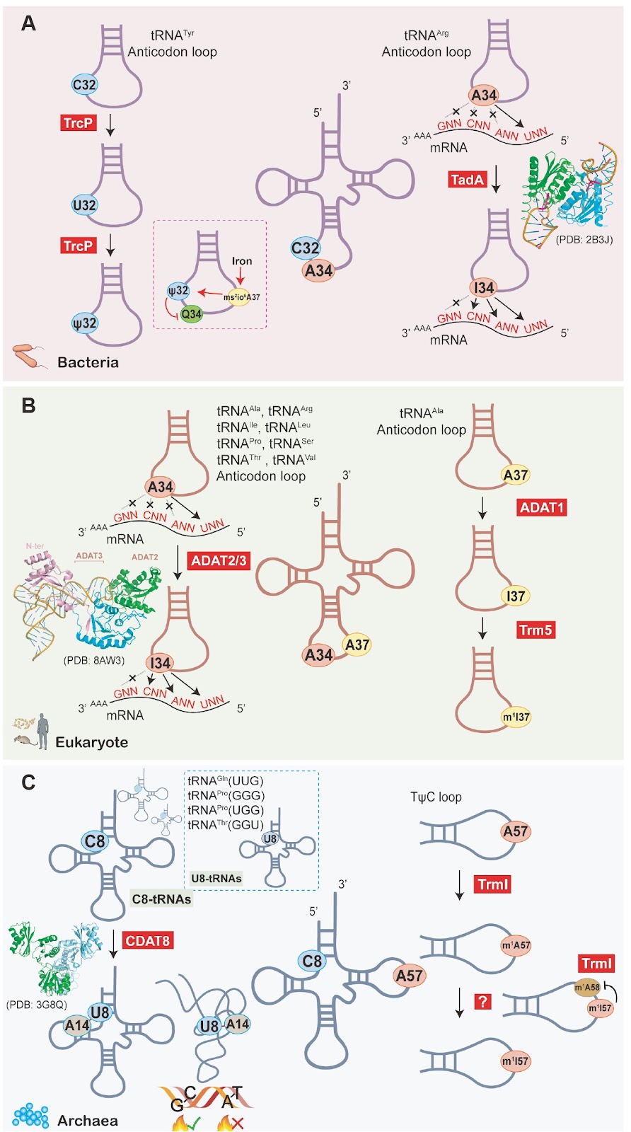 ADATs: roles in tRNA editing and relevance to disease