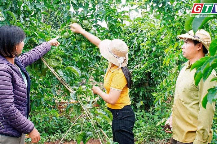 Toàn cảnh Gia Lai 24h: Thận trọng khi mở rộng diện tích chanh dây tại Gia Lai - Báo Gia Lai