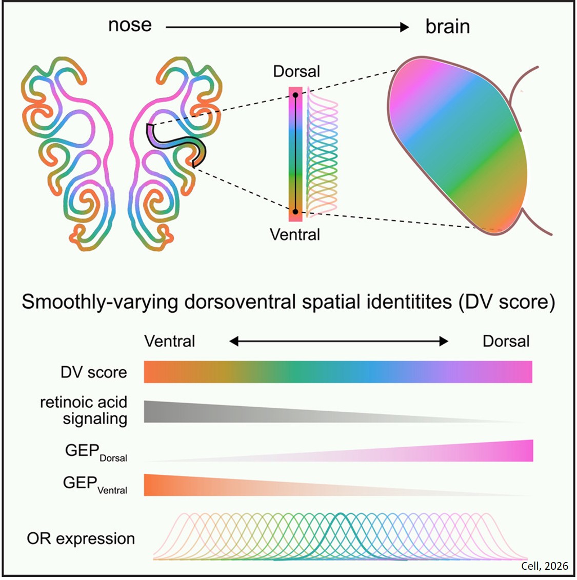 A spatial code governs olfactory receptor choice and aligns sensory maps in the nose and brain