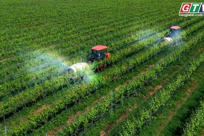 Điểm tin trưa: Gia Lai phấn đấu đưa giá trị ngành nông nghiệp vượt 38.000 tỷ đồng - Báo Gia Lai