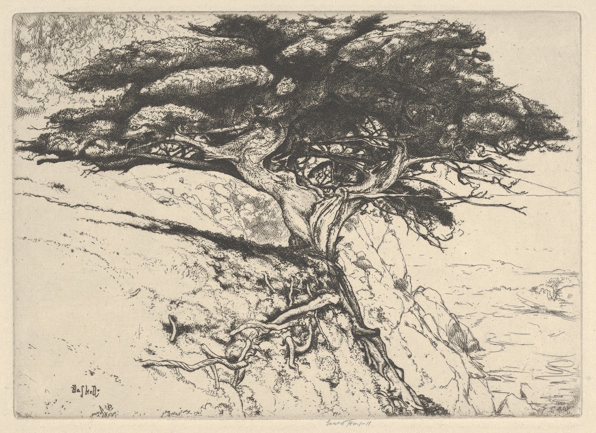 Fan Tree 1920