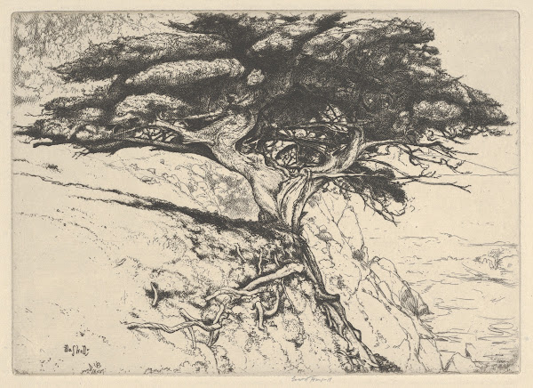 Fan Tree 1920