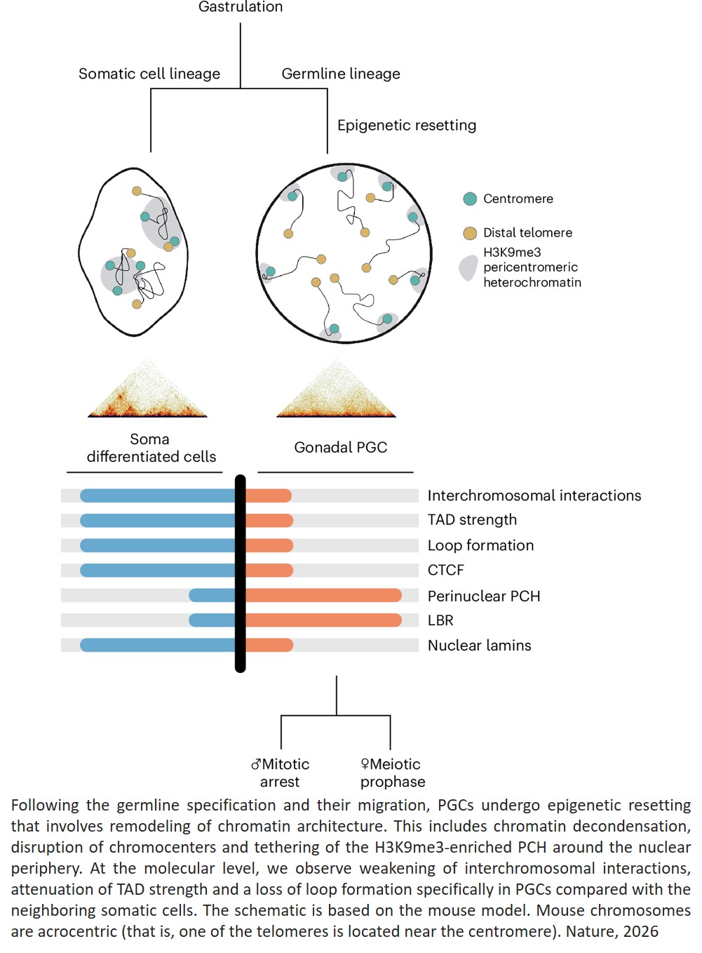 Global reorganization of genome architecture at the transition to gametogenesis