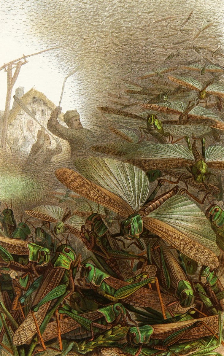 Die Insekten Tausendfussler und Spinnen Pl 17 1877