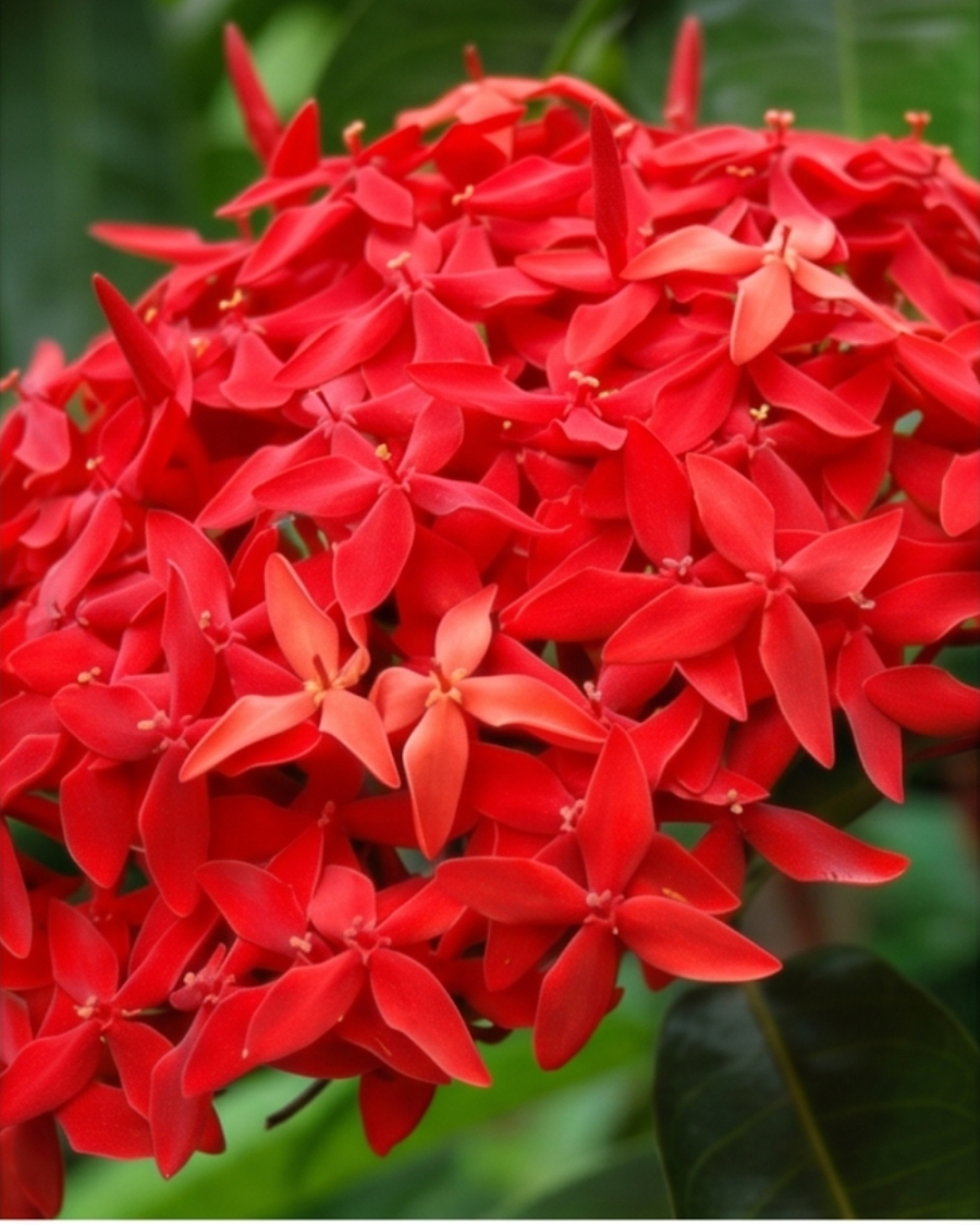 Ixora Red Plant — view 1