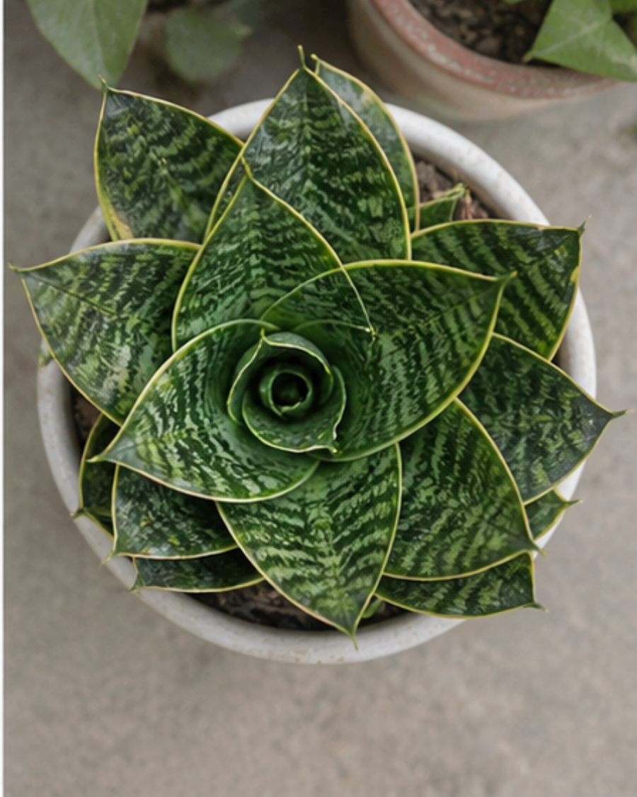 Sansevieria Dwarf Snake Plant — view 4