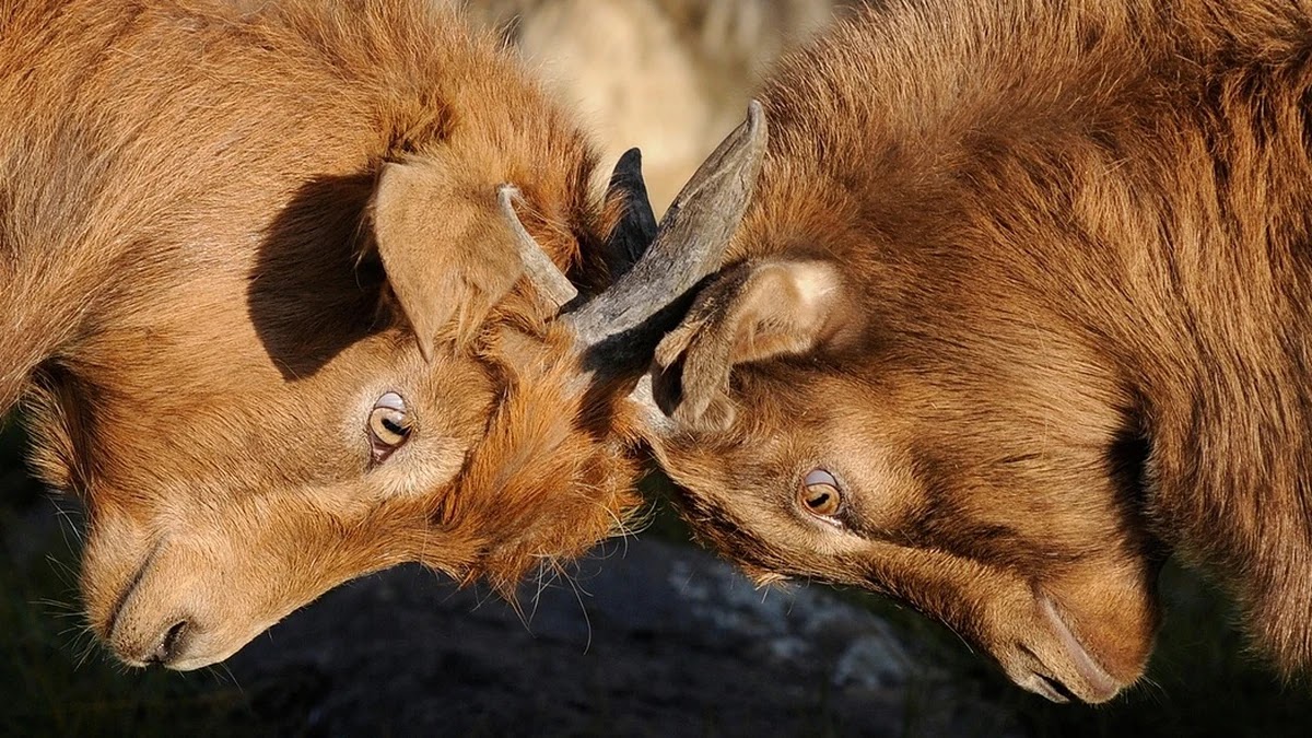 임대차분쟁조정신청 시 꼭 알아야 할 핵심 요건과 대응법