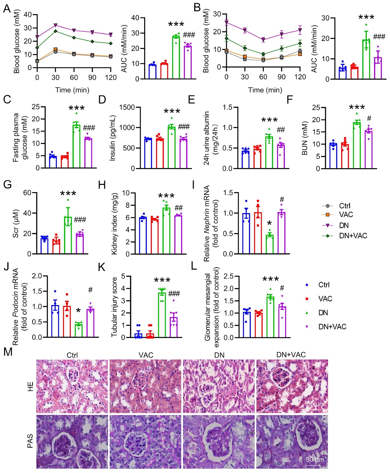 Vaccarin suppresses diabetic nephropathy through inhibiting the EGFR/ERK1/2 signaling pathway
