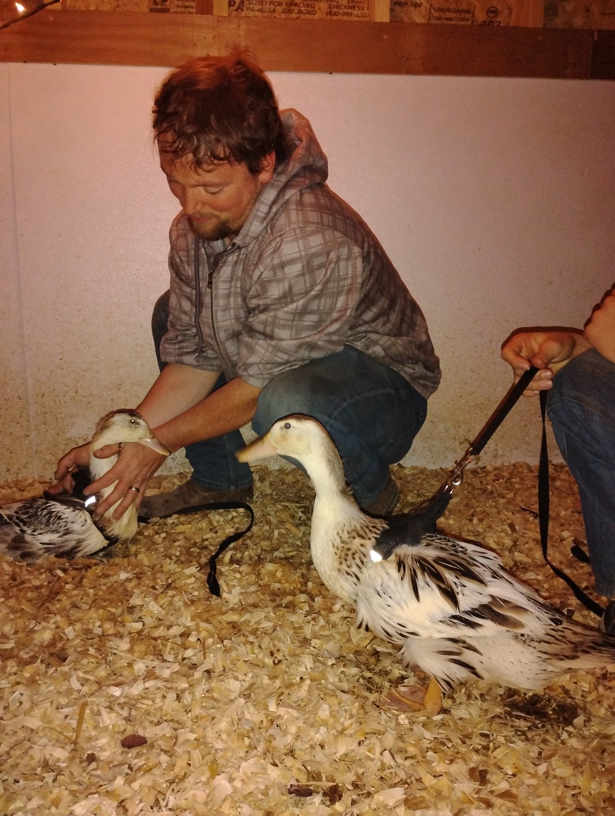 Silver Appleyard Duckling